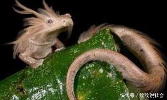 昆仑山冰封真龙事件被证实? 专家揭秘真相, 没