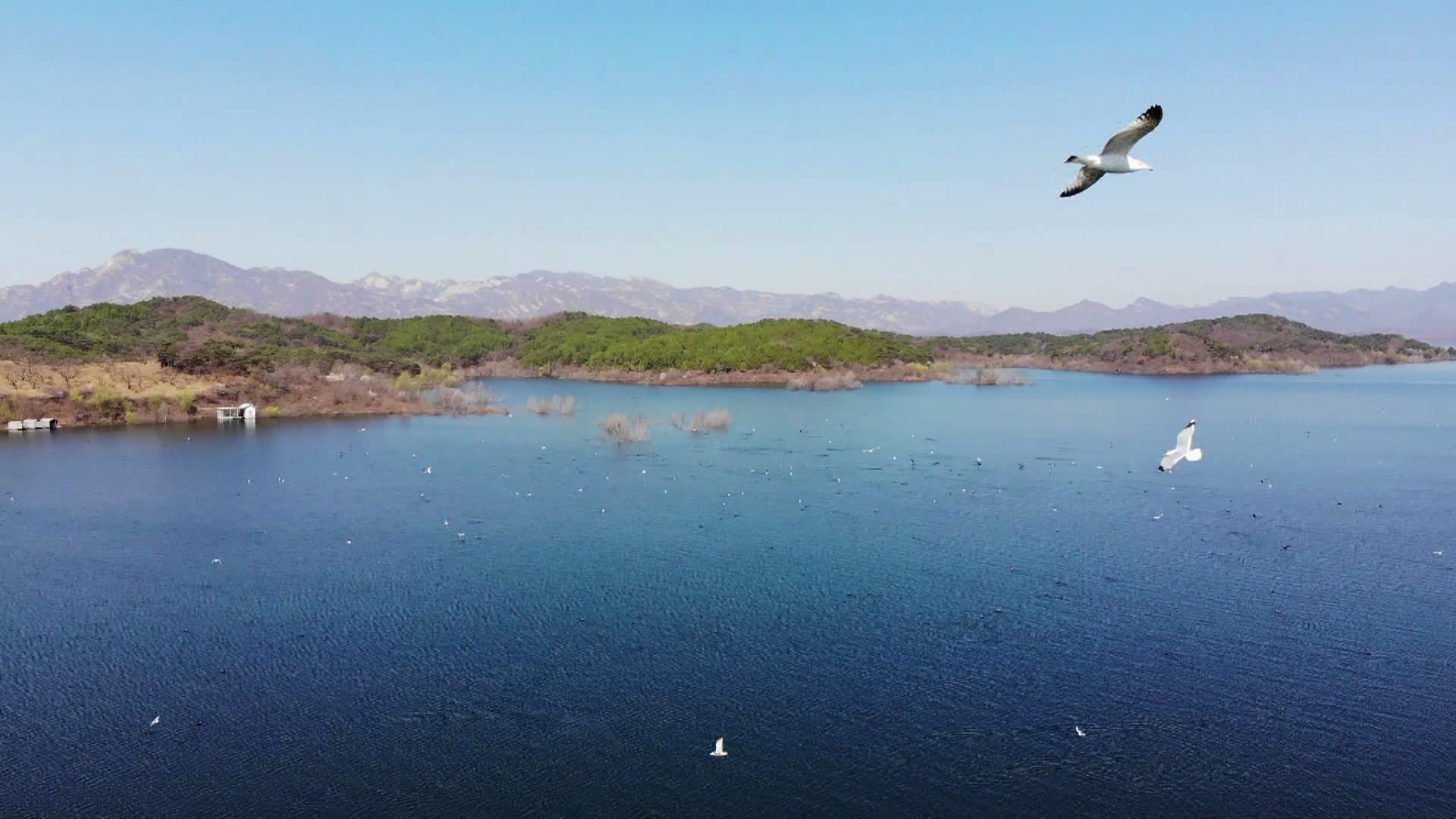 生态美景!密云水库山水和谐 引更多珍惜鸟类栖息 生态美景!密云水库山水和谐 引更多珍惜鸟类栖息