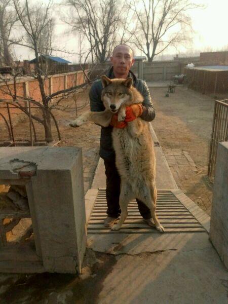 为中华田园犬正名:柴狗是日本柴犬鼻祖,华夏文明养育的古老犬种 为中华田园犬正名:柴狗是日本柴犬鼻祖,华夏文明养育的古老犬种
