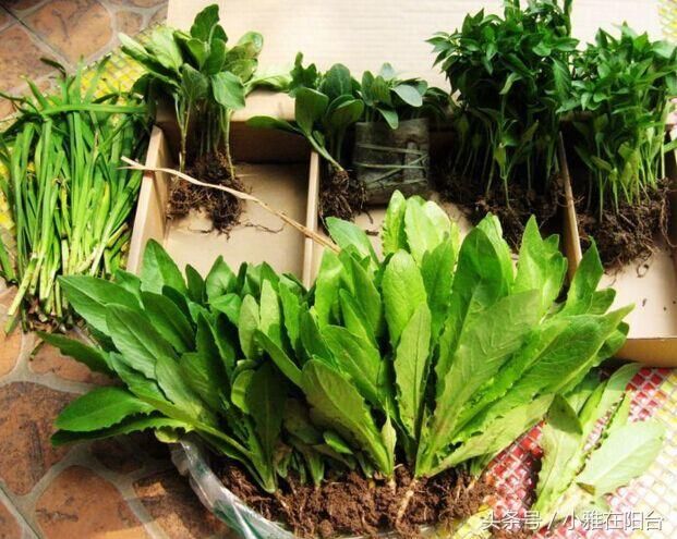 家里种菜,一个牛奶盒一个竹篮,三平米小阳台满