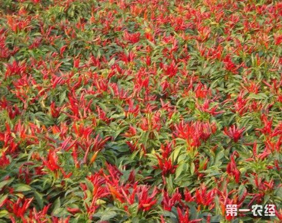 朝天椒怎么进行育苗?朝天椒的育苗技术