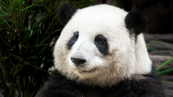 今天是“国际熊猫节”,花花萌兰七仔向大家问好啦 今天是“国际熊猫节”,花花萌兰七仔向大家问好啦