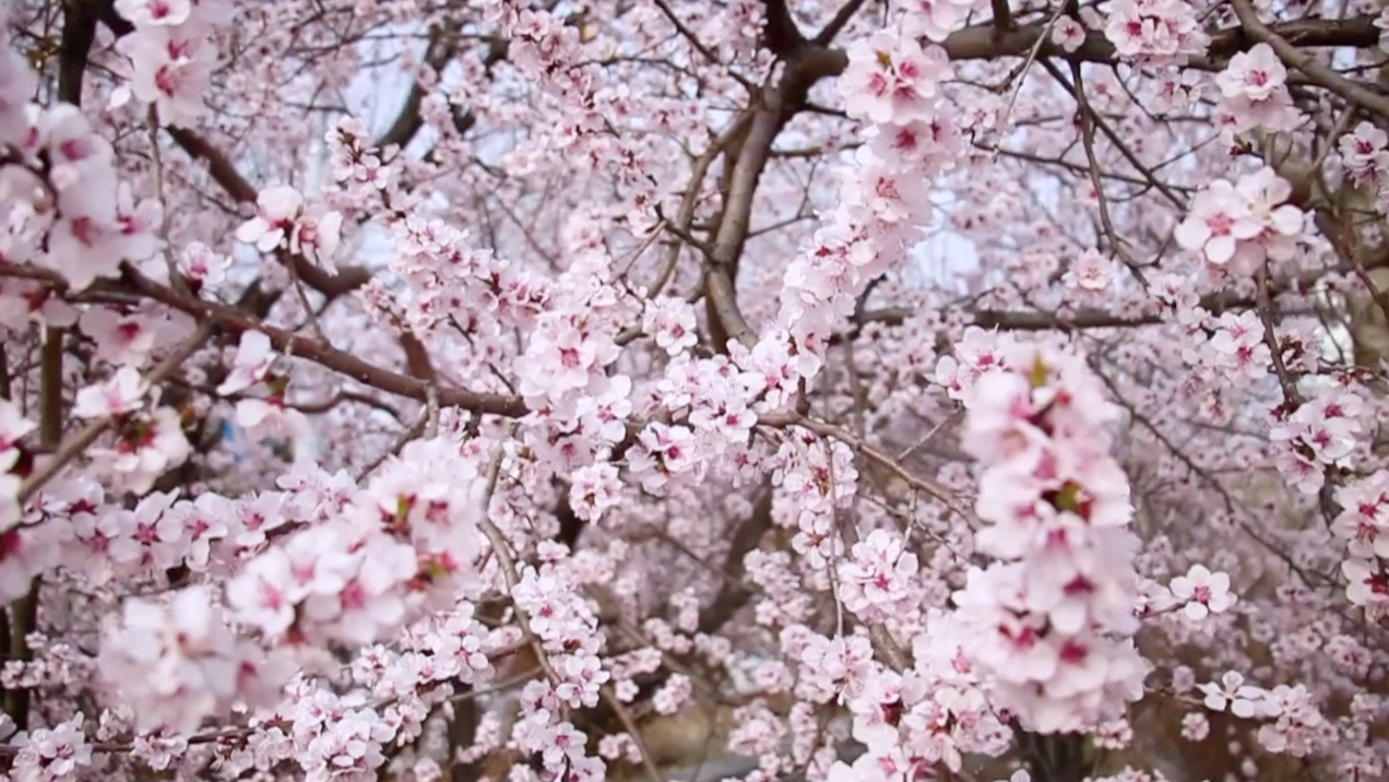 芳菲春日景！北京延庆杏花娇艳绽放，蜜蜂飞舞花枝间
