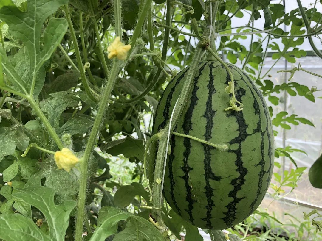 村民致富路更宽 延庆中屯西瓜喜丰产