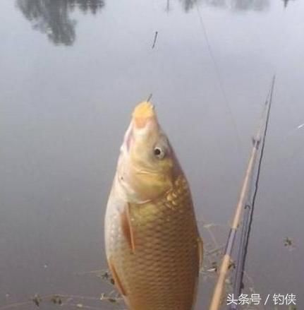 鱼适宜生存的温度,冬天你只会钓鲫鱼