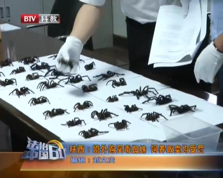 陕西：境外购买毒蜘蛛  饲养贩卖均受罚