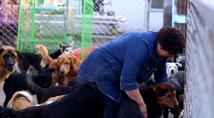 《郝大夫与狗狗的999+个故事》——公益宣传片好作品 《郝大夫与狗狗的999+个故事》——公益宣传片好作品