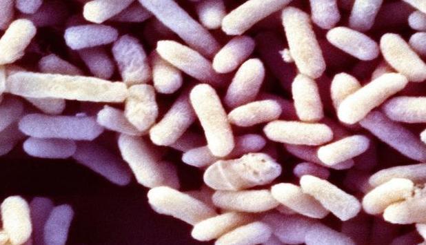 动物双歧杆菌是幽门螺杆菌的死敌,可直接扼杀