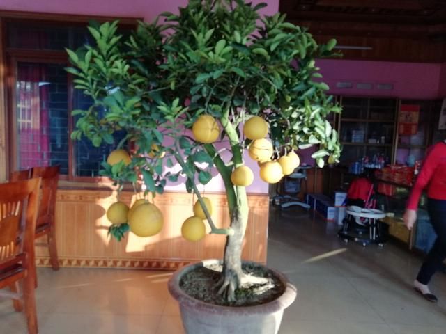 春节越南北部小桂林游记:这里的盆景很有意思