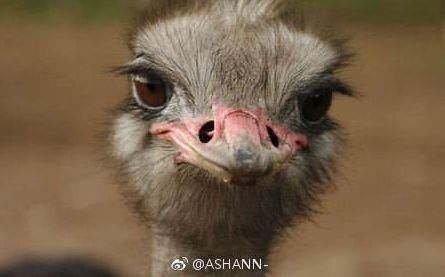 安利|出道靠哭是什么鬼,杨超越的鸵鸟颜和性