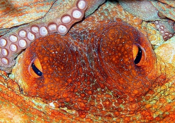 世界上最恐怖的章鱼图片