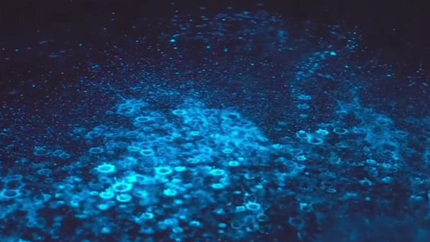 星星点点、如梦如幻!蓝眼泪让海面变星空 星星点点、如梦如幻!蓝眼泪让海面变星空
