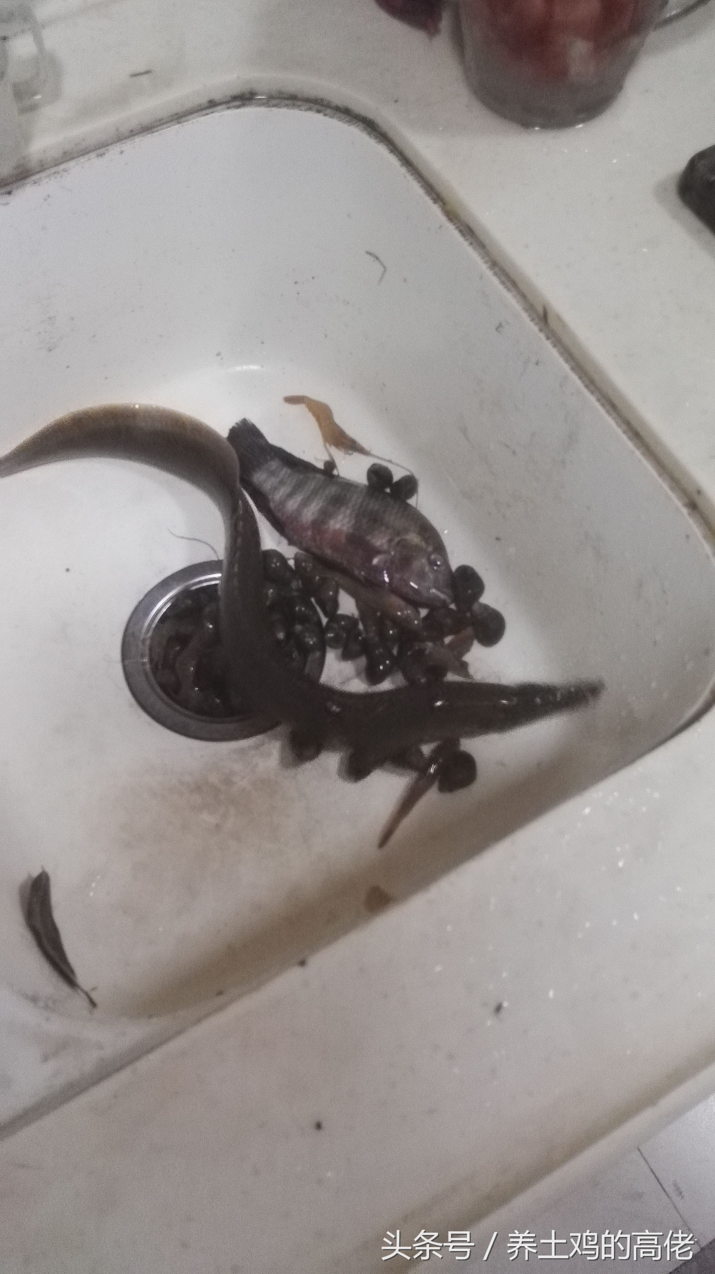 这种野生鱼叫刀鳅鱼,营养价值很高却很少有,城