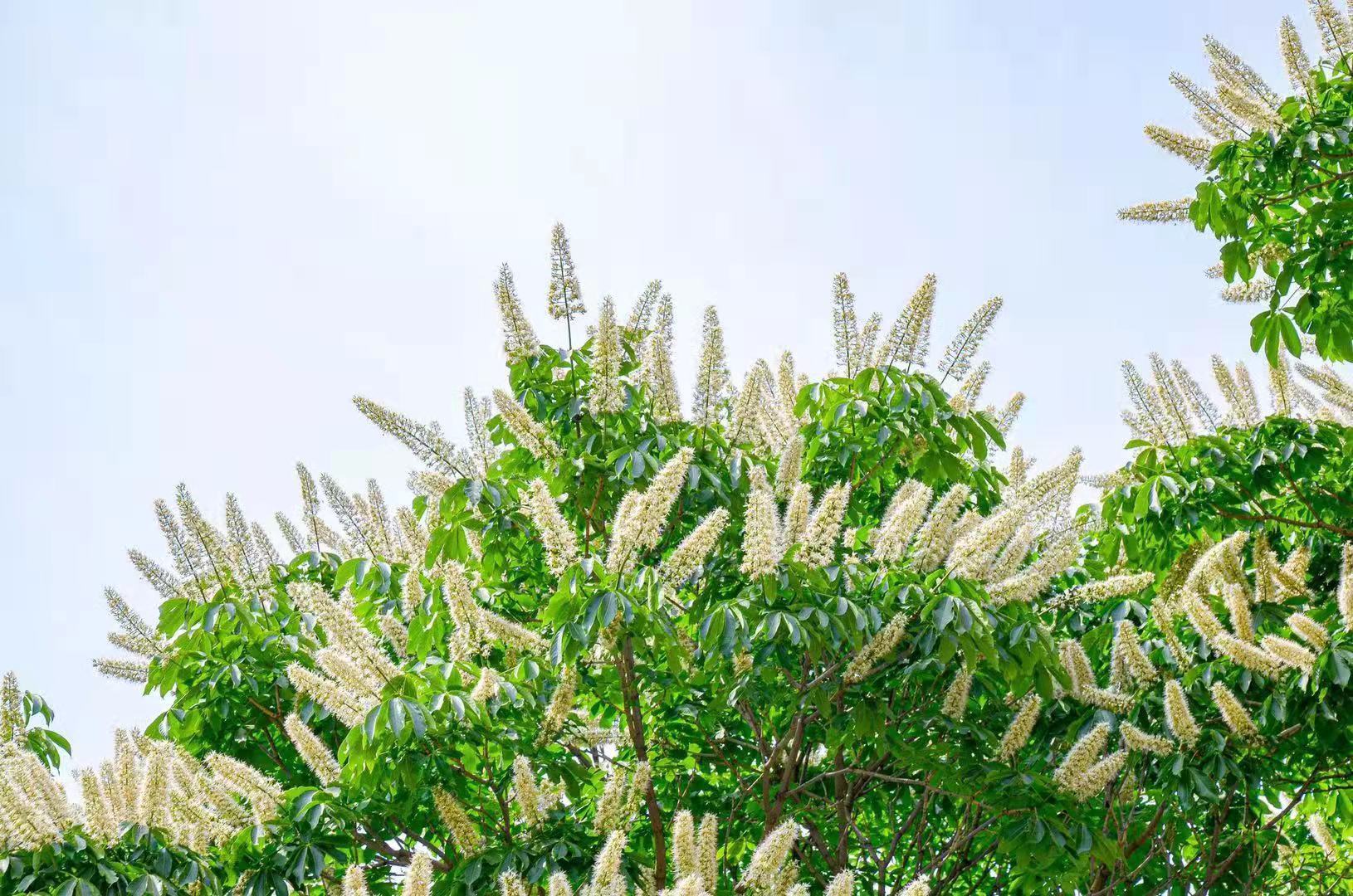 据记者了解,这棵菩提树又称七叶树,是七叶科七叶属,最大的特征就是一