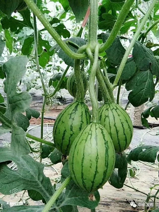 河南中牟又出稀罕事,一根瓜秧一叶长出3个西瓜! 河南中牟又出稀罕事,一根瓜秧一叶长出3个西瓜!