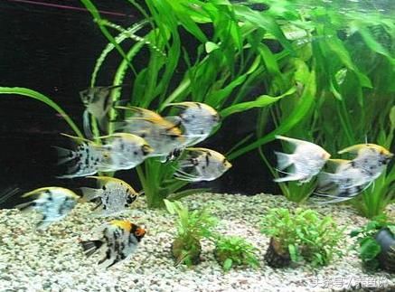 孔雀鱼能和什么鱼混养?斗鱼居然可以,孔雀鱼品