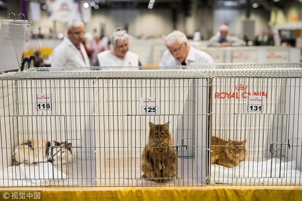 当地时间2018年10月27日，英国伯明翰，当地举办第42届“冠军猫展”，800多只各种品种的猫咪亮相参展。“冠军猫展”是欧洲最大的猫咪盛会之一。