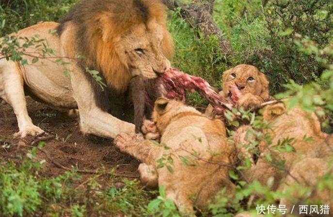 猴子调戏母狮子,遭到狮子反杀并且分食