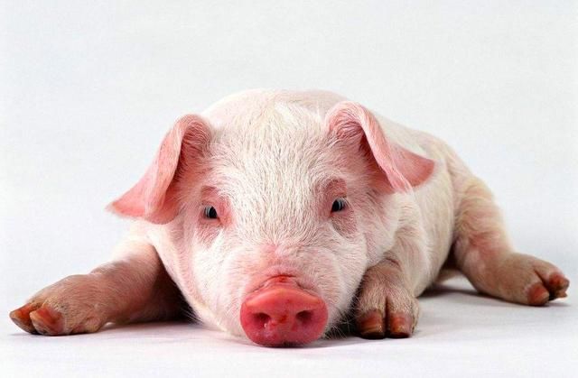 吃100斤,10天吃几斤?大学生:一吨,被淘汰