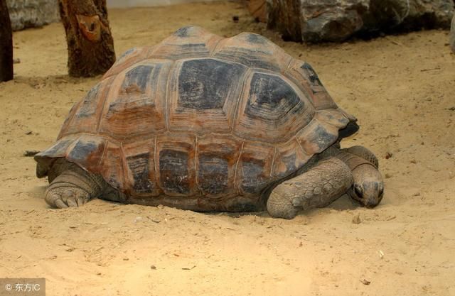 农村常说:王八有钱出气粗,侄儿有钱不叫叔!话粗