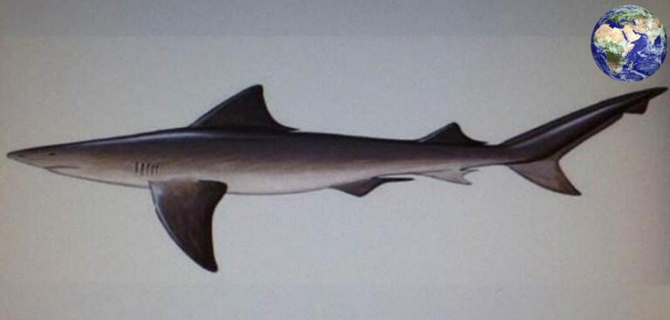 北河露齿鲨图片