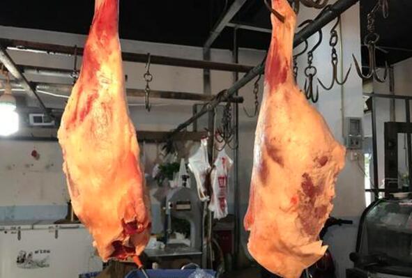 乌市将淘汰“地打滚”改用机械屠宰牛羊,肉品质量安全可追溯 乌市将淘汰“地打滚”改用机械屠宰牛羊,肉品质量安全可追溯