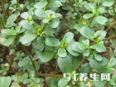 湿气重不用去拔罐,吃它们也可以排毒祛湿,便宜