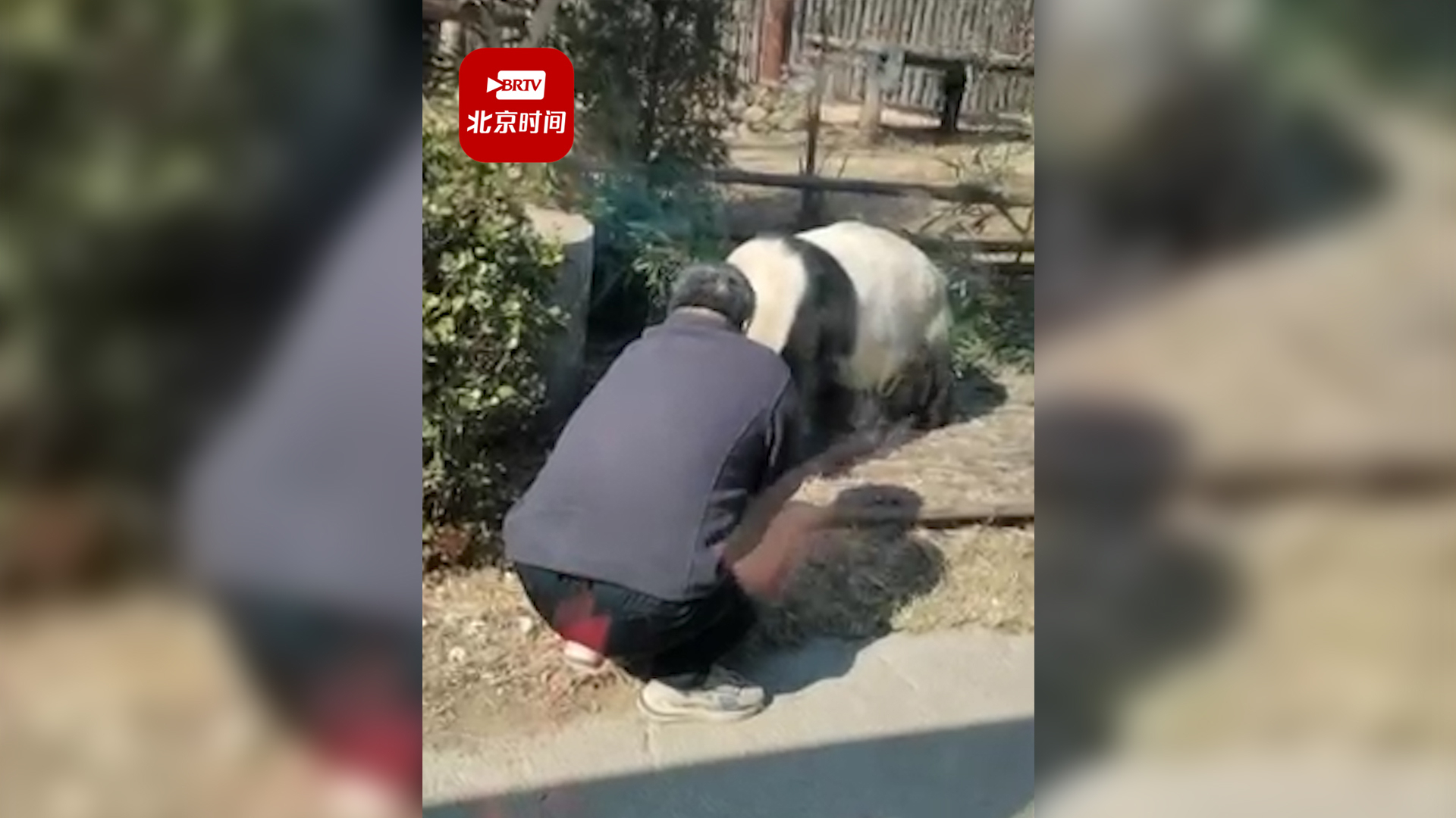 唐山动物园回应“男子擅自进入熊猫馆逗大熊猫”：已被警方带走
