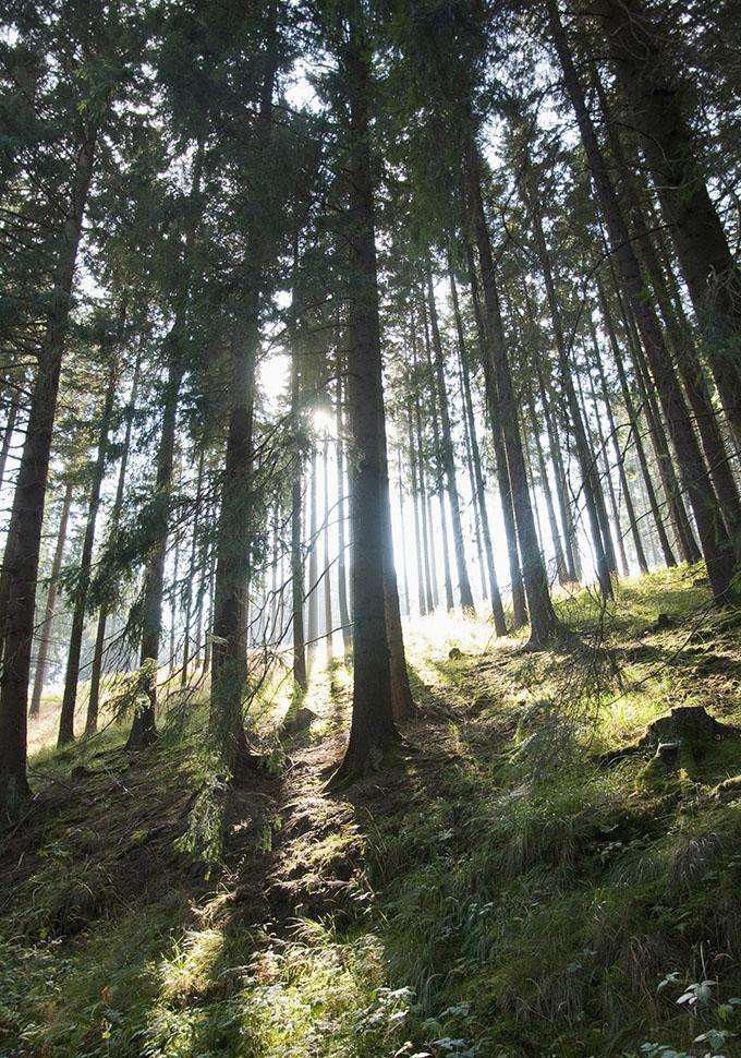 世界最高、最粗、最大、最稀有、最古老的那些