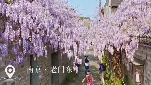 唯美！南京紫藤花开如浪漫瀑布 淡淡花香沁人心脾！