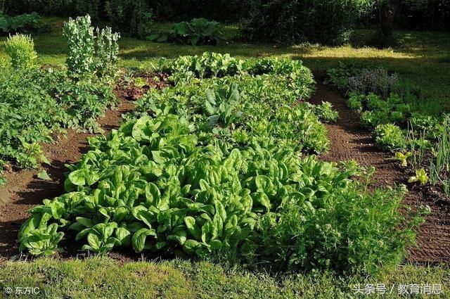 中小学教师副高被课题研究难住,一线老师:我想