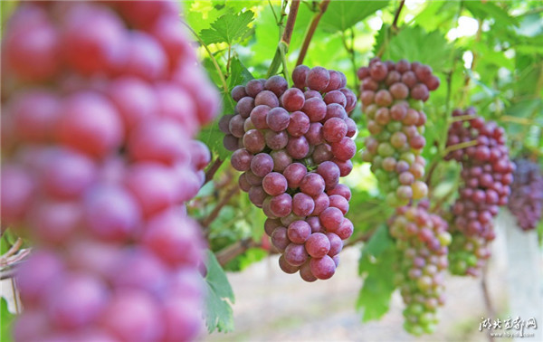 [宜都]葡萄红了 游客乐了 果农富了(图)-北京时间