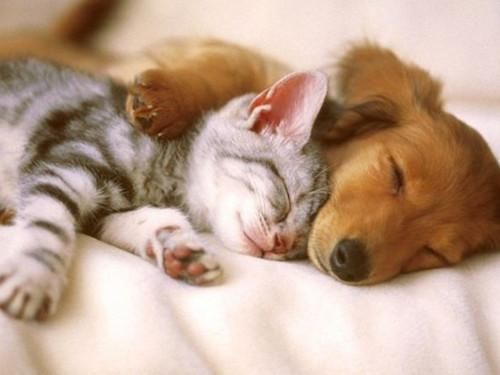 和黑狗同关一笼,猫咪表情失控,主人一旁笑到腹痛