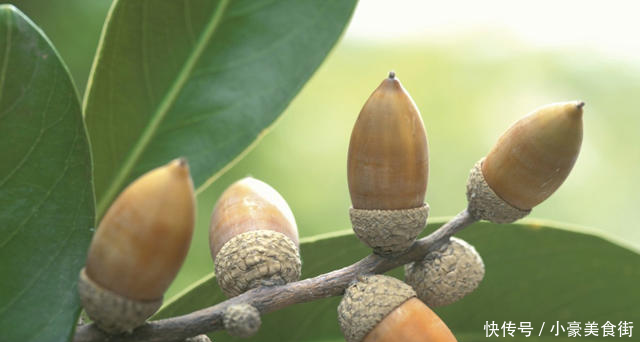 松鼠最爱吃的食物,外形神似板栗,虽不能生吃,但