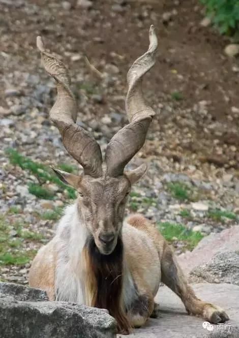 5月哪里浪?帕米尔高原,最美的风景在路上