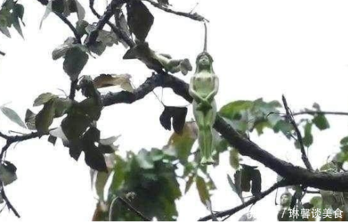 这种水果泰国特有,本地人都不吃,专坑中国游