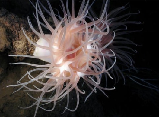 提示:中国和德国研究人员最新报告说,通过研究中华先光海葵化石标本