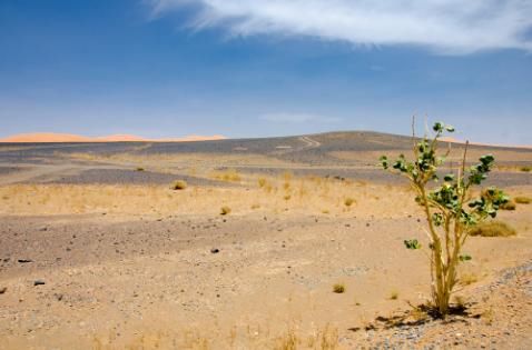 北非明珠没黑人,当地对中国实行免签,平凡女子