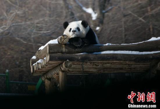 太萌了!明星大熊猫趴屋顶欣赏雪景 太萌了!明星大熊猫趴屋顶欣赏雪景