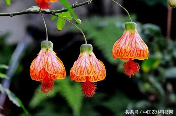 灯笼花开--金铃花的栽培技术