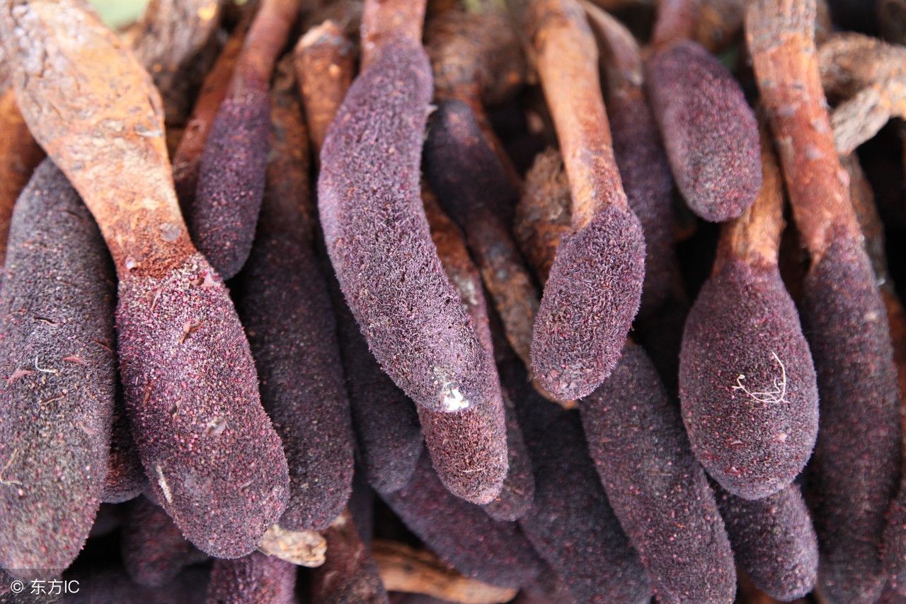 肉苁蓉的功效及作用,建议收藏