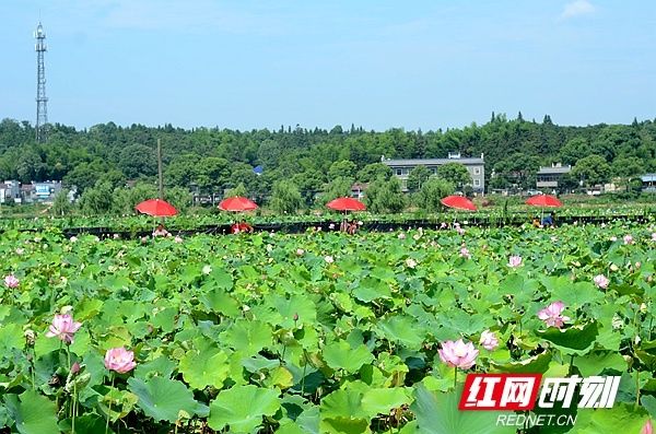 湘潭县的特产.