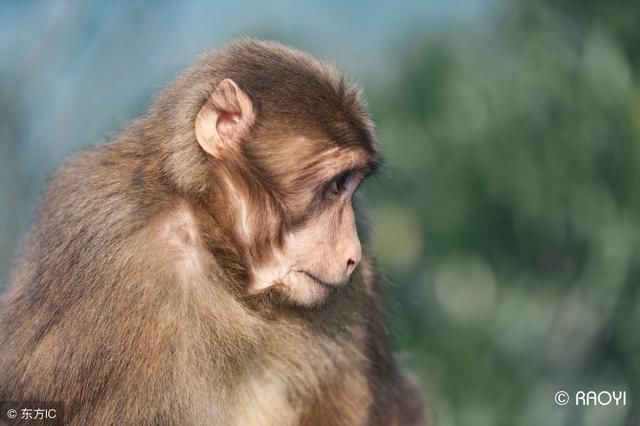1968年属猴人2018年几岁?