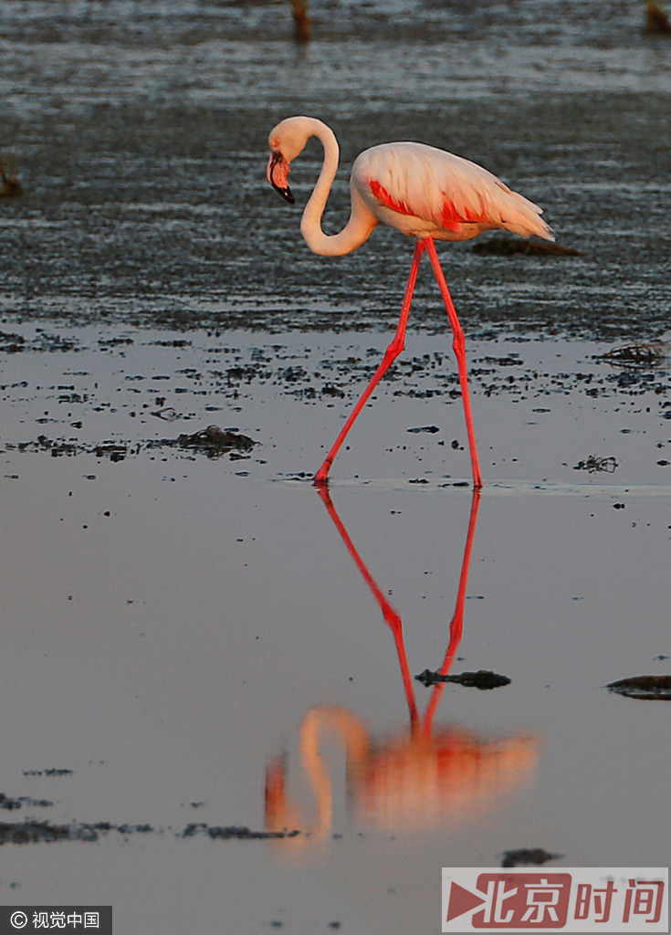 火烈鸟、三文鱼、虾、蟹等都富含Astaxanthin简称ASTA，中文名字叫虾青素，而动物是无法合成ASTA的，虾、蟹大部分通过食用藻类和浮游生物等植物获取ASTA，火烈鸟通过食用以小虾、小鱼、藻类、浮游生物等传递ASTA，而使原本洁白的羽毛透射出鲜艳的红色。