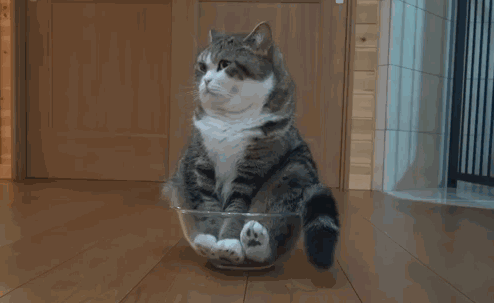 494_303gif 动态图 动图