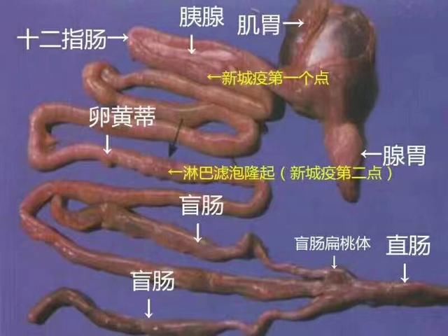 老百姓口中说的鸡瘟,如何防控治疗,这里有小窍