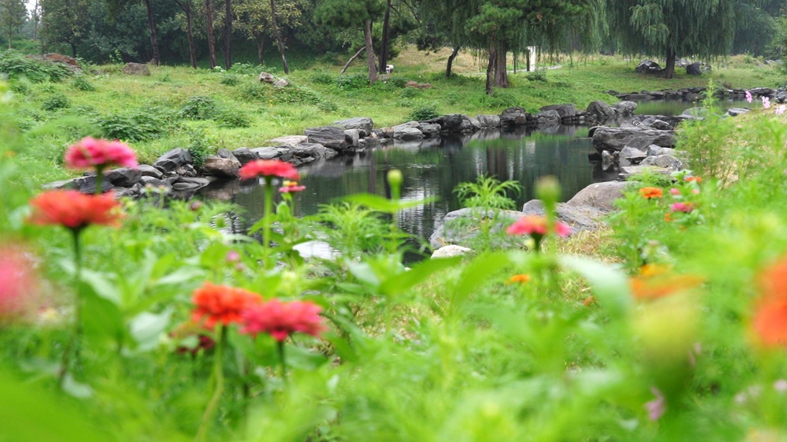 秋花成海野趣浓圆明园推出三条最佳游线 雪花新闻