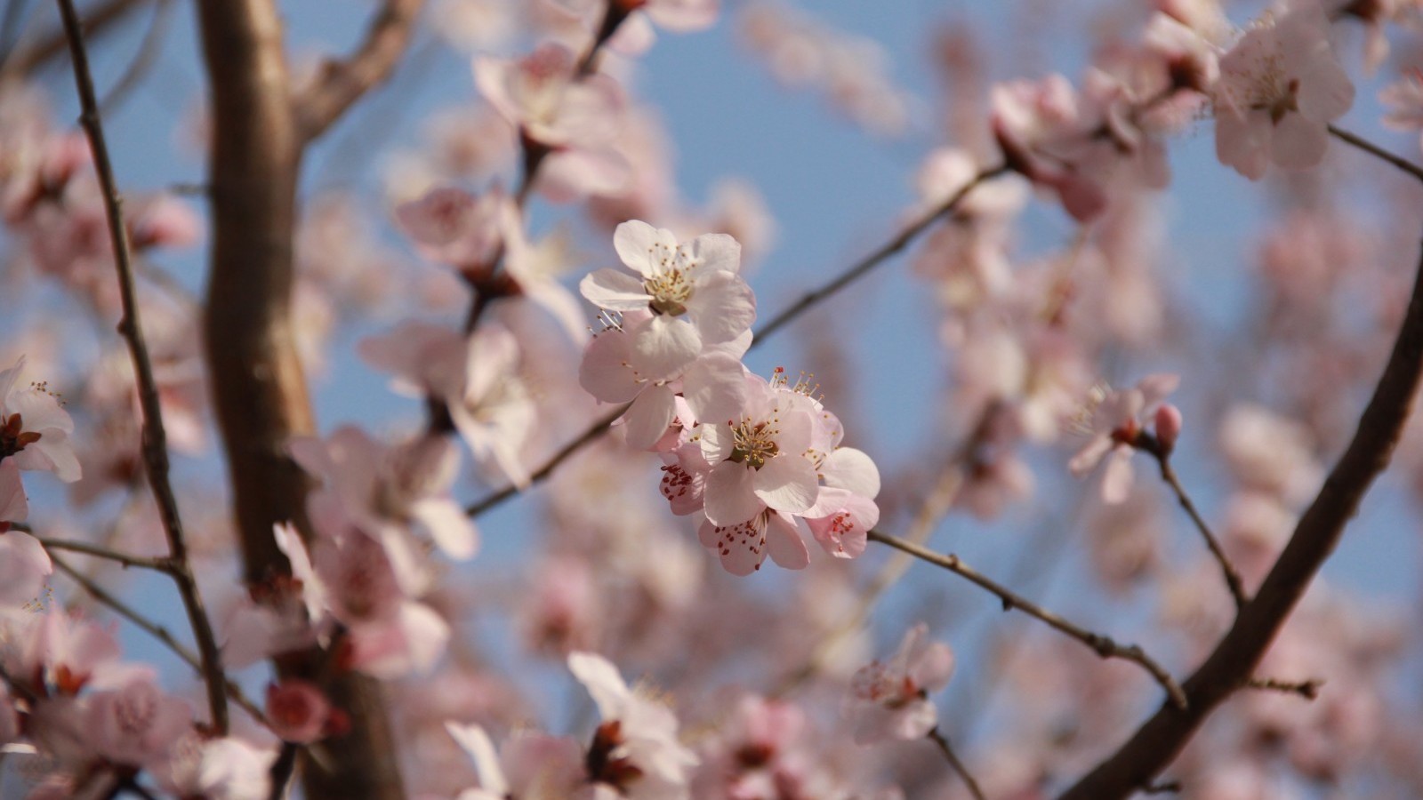 粉的、绿的、黄的……庆丰公园的春色藏不住啦! 粉的、绿的、黄的……庆丰公园的春色藏不住啦!