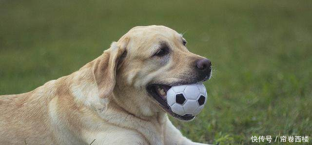 泰迪聪明到什么程度泰迪排名智商排名第几狗狗