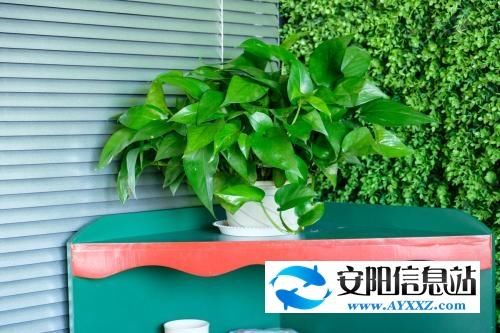 绿萝如何养长得快?绿萝该如何管理?